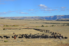 USA-Wyoming-Pryor Mountains Cattle Drives